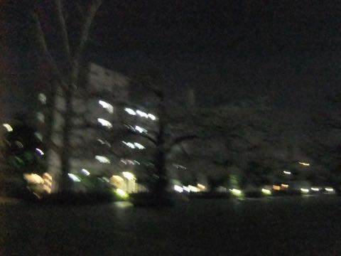 ビションフリーゼトリミング文京区フントヒュッテ駒込hundehutteビション子犬トリミング都内こいぬビションチャンピオン犬血統毛量東京かわいいビション画像_79