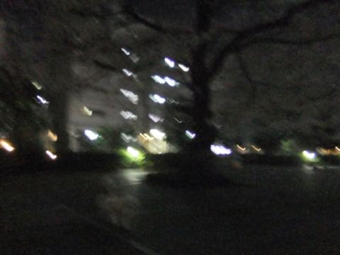 ビションフリーゼトリミング文京区フントヒュッテ駒込hundehutteビション子犬トリミング都内こいぬビションチャンピオン犬血統毛量東京かわいいビション画像_80