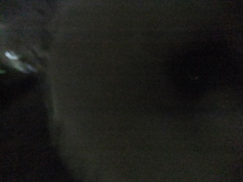 ビションフリーゼトリミング文京区フントヒュッテ駒込hundehutteビション子犬トリミング都内こいぬビションチャンピオン犬血統毛量東京かわいいビション画像_83