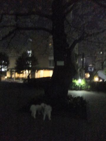 ビションフリーゼトリミング文京区フントヒュッテ駒込hundehutteビション子犬トリミング都内こいぬビションチャンピオン犬血統毛量東京かわいいビション画像_84