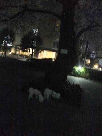 ビションフリーゼトリミング文京区フントヒュッテ駒込hundehutteビション子犬トリミング都内こいぬビションチャンピオン犬血統毛量東京かわいいビション画像_86
