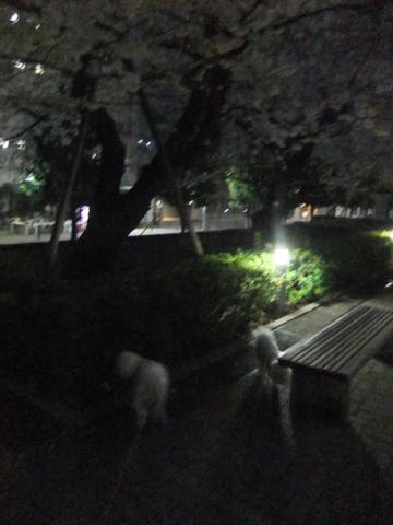 ビションフリーゼトリミング文京区フントヒュッテ駒込hundehutteビション子犬トリミング都内こいぬビションチャンピオン犬血統毛量東京かわいいビション画像_88