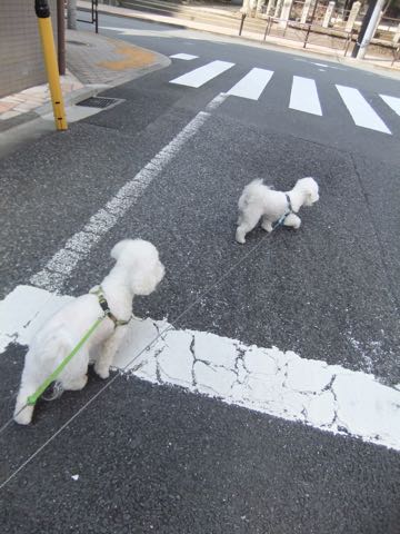 ビションフリーゼトリミング文京区フントヒュッテ駒込hundehutteビション子犬トリミング都内こいぬビションチャンピオン犬血統毛量東京かわいいビション画像_90