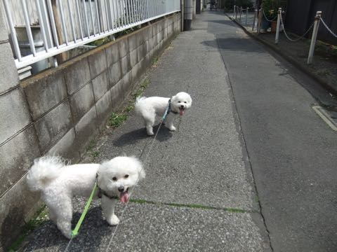 ビションフリーゼトリミング文京区フントヒュッテ駒込hundehutteビション子犬トリミング都内こいぬビションチャンピオン犬血統毛量東京かわいいビション画像_91