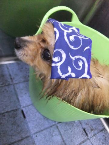 ポメラニアントリミング画像ポメサマーカットフントヒュッテ文京区ペットホテル都内hundehutte東京ドッグホテル駒込犬ホテル料金_132