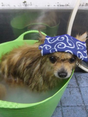 ポメラニアントリミング画像ポメサマーカットフントヒュッテ文京区ペットホテル都内hundehutte東京ドッグホテル駒込犬ホテル料金_133