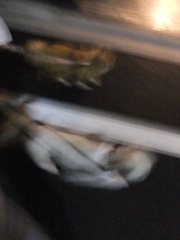 ポメラニアントリミング画像ポメサマーカットフントヒュッテ文京区ペットホテル都内hundehutte東京ドッグホテル駒込犬ホテル料金_137