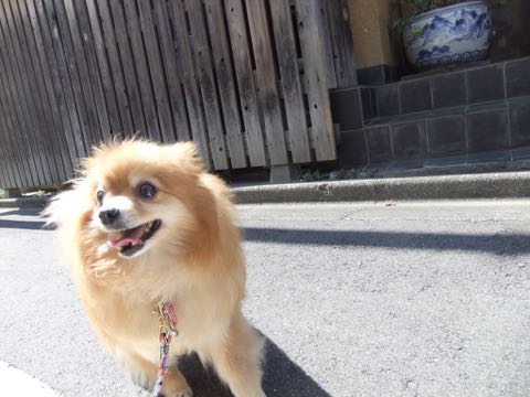 ポメラニアントリミング画像ポメサマーカットフントヒュッテ文京区ペットホテル都内hundehutte東京ドッグホテル駒込犬ホテル料金_138