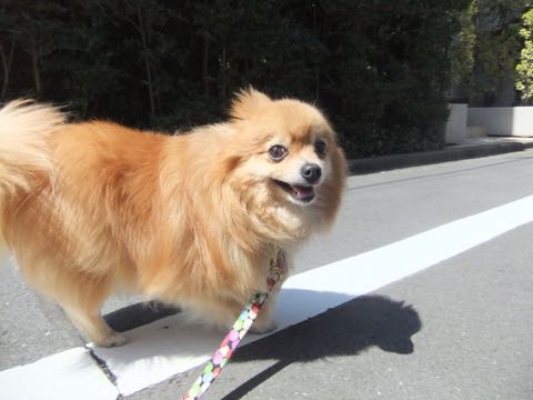 ポメラニアントリミング画像ポメサマーカットフントヒュッテ文京区ペットホテル都内hundehutte東京ドッグホテル駒込犬ホテル料金_140