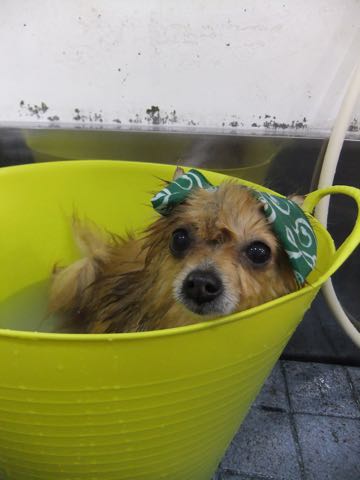 ポメラニアントリミング画像ポメサマーカットフントヒュッテ文京区ペットホテル都内hundehutte東京ドッグホテル駒込犬ホテル料金_141