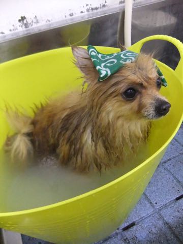 ポメラニアントリミング画像ポメサマーカットフントヒュッテ文京区ペットホテル都内hundehutte東京ドッグホテル駒込犬ホテル料金_142