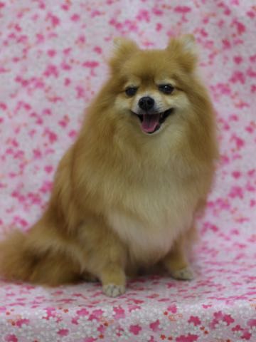 ポメラニアントリミング画像ポメサマーカットフントヒュッテ文京区ペットホテル都内hundehutte東京ドッグホテル駒込犬ホテル料金_143