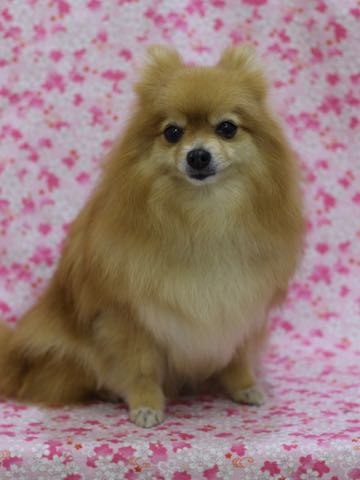 ポメラニアントリミング画像ポメサマーカットフントヒュッテ文京区ペットホテル都内hundehutte東京ドッグホテル駒込犬ホテル料金_144