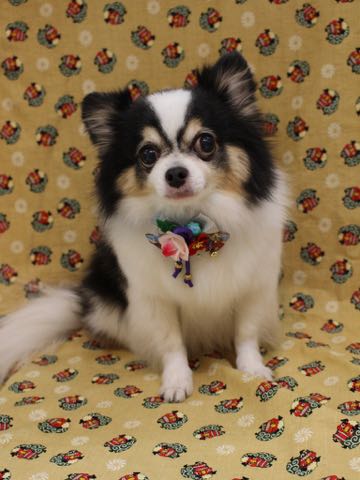 チワワトリミング文京区フントヒュッテ駒込hundehutteチワワトリミングサマーカット画像チワワトリミングサロン都内チワワトリミング料金東京バースデー犬_35