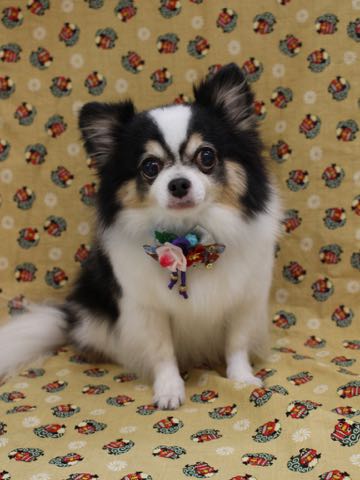 チワワトリミング文京区フントヒュッテ駒込hundehutteチワワトリミングサマーカット画像チワワトリミングサロン都内チワワトリミング料金東京バースデー犬_36