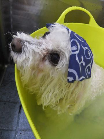 ビションフリーゼトリミング文京区フントヒュッテ駒込ビションカットモデル画像犬歯磨きゼオライトデンタルケア都内ハーブパック効果犬温泉東京ビション丸_63