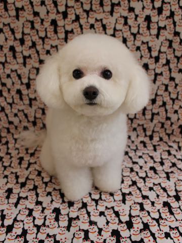 ビションフリーゼトリミング文京区フントヒュッテ駒込ビションフリーゼテディベアカット画像犬カットモデル都内ビショントリミングサロン東京hundehutte_128