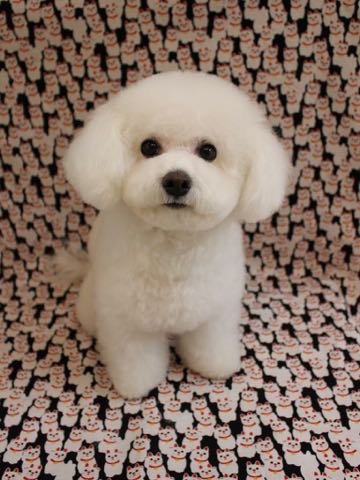 ビションフリーゼトリミング文京区フントヒュッテ駒込ビションフリーゼテディベアカット画像犬カットモデル都内ビショントリミングサロン東京hundehutte_129