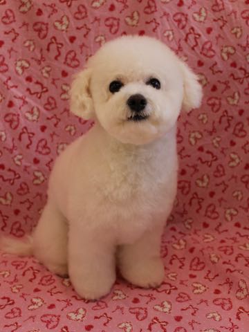 ビションフリーゼトリミング文京区フントヒュッテ駒込ビションフリーゼテディベアカット画像犬カットモデル都内ビショントリミングサロン東京hundehutte_132