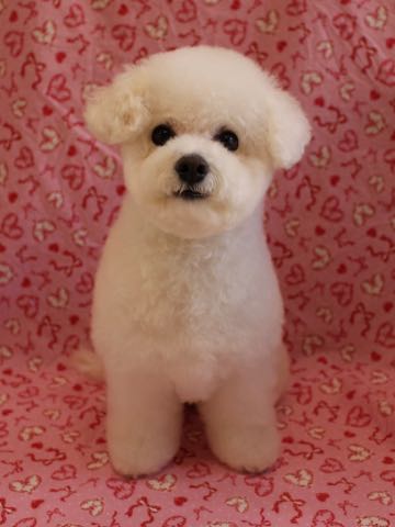 ビションフリーゼトリミング文京区フントヒュッテ駒込ビションフリーゼテディベアカット画像犬カットモデル都内ビショントリミングサロン東京hundehutte_133