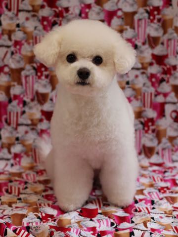 ビションフリーゼトリミング文京区フントヒュッテ駒込ビションフリーゼテディベアカット画像犬カットモデル都内ビショントリミングサロン東京hundehutte_136