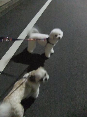 ビションフリーゼトリミング文京区フントヒュッテ駒込ビションフリーゼテディベアカット画像犬カットモデル都内ビショントリミングサロン東京hundehutte_145