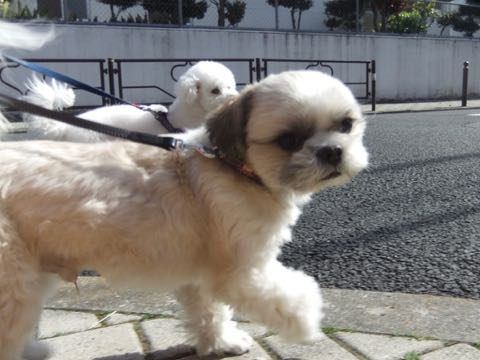ビションフリーゼトリミング文京区フントヒュッテ駒込ビションフリーゼテディベアカット画像犬カットモデル都内ビショントリミングサロン東京hundehutte_147