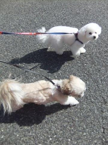 ビションフリーゼトリミング文京区フントヒュッテ駒込ビションフリーゼテディベアカット画像犬カットモデル都内ビショントリミングサロン東京hundehutte_149