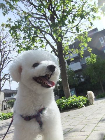 ビションフリーゼトリミング文京区フントヒュッテ駒込ビションフリーゼテディベアカット画像犬カットモデル都内ビショントリミングサロン東京hundehutte_150