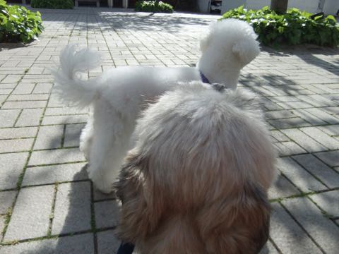 ビションフリーゼトリミング文京区フントヒュッテ駒込ビションフリーゼテディベアカット画像犬カットモデル都内ビショントリミングサロン東京hundehutte_151