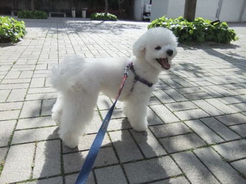 ビションフリーゼトリミング文京区フントヒュッテ駒込ビションフリーゼテディベアカット画像犬カットモデル都内ビショントリミングサロン東京hundehutte_152