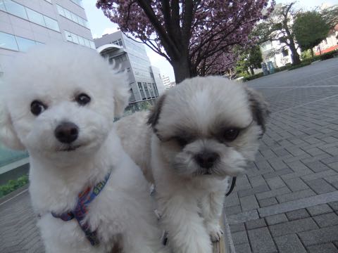 ビションフリーゼトリミング文京区フントヒュッテ駒込ビションフリーゼテディベアカット画像犬カットモデル都内ビショントリミングサロン東京hundehutte_156