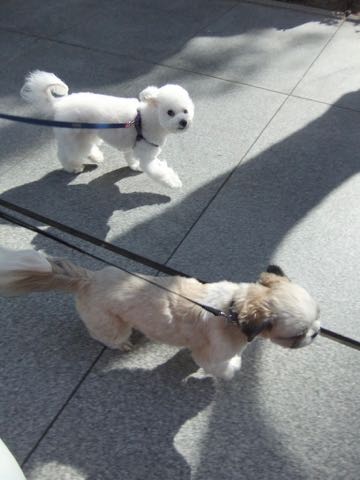 ビションフリーゼトリミング文京区フントヒュッテ駒込ビションフリーゼテディベアカット画像犬カットモデル都内ビショントリミングサロン東京hundehutte_157