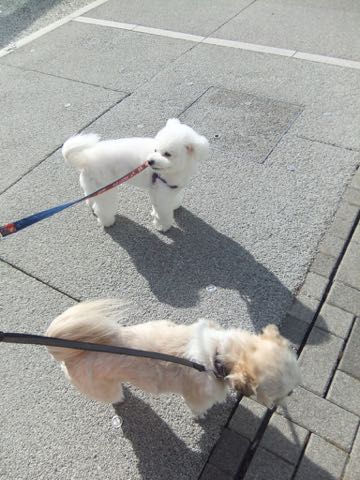 ビションフリーゼトリミング文京区フントヒュッテ駒込ビションフリーゼテディベアカット画像犬カットモデル都内ビショントリミングサロン東京hundehutte_158