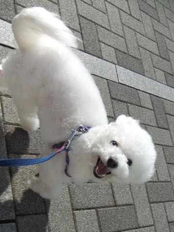 ビションフリーゼトリミング文京区フントヒュッテ駒込ビションフリーゼテディベアカット画像犬カットモデル都内ビショントリミングサロン東京hundehutte_160