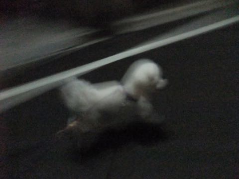 ビションフリーゼトリミング文京区フントヒュッテ駒込ビションフリーゼテディベアカット画像犬カットモデル都内ビショントリミングサロン東京hundehutte_164