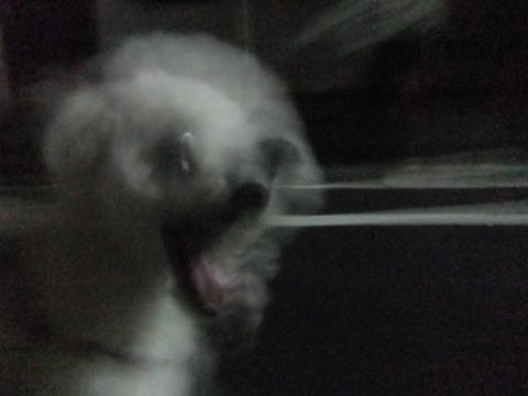 ビションフリーゼトリミング文京区フントヒュッテ駒込ビションフリーゼテディベアカット画像犬カットモデル都内ビショントリミングサロン東京hundehutte_165
