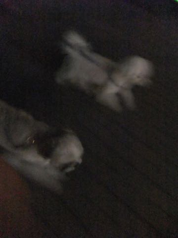 ビションフリーゼトリミング文京区フントヒュッテ駒込ビションフリーゼテディベアカット画像犬カットモデル都内ビショントリミングサロン東京hundehutte_168