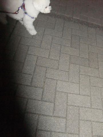 ビションフリーゼトリミング文京区フントヒュッテ駒込ビションフリーゼテディベアカット画像犬カットモデル都内ビショントリミングサロン東京hundehutte_169