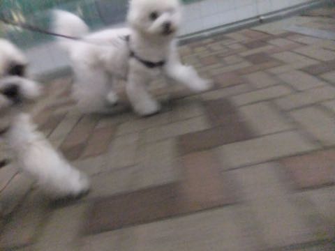 ビションフリーゼトリミング文京区フントヒュッテ駒込ビションフリーゼテディベアカット画像犬カットモデル都内ビショントリミングサロン東京hundehutte_171