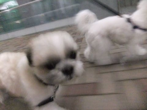 ビションフリーゼトリミング文京区フントヒュッテ駒込ビションフリーゼテディベアカット画像犬カットモデル都内ビショントリミングサロン東京hundehutte_172