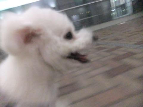 ビションフリーゼトリミング文京区フントヒュッテ駒込ビションフリーゼテディベアカット画像犬カットモデル都内ビショントリミングサロン東京hundehutte_173