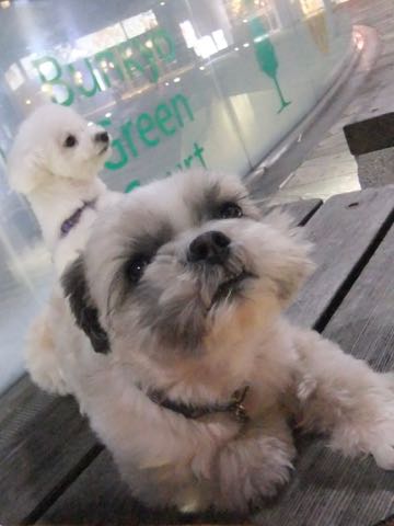 ビションフリーゼトリミング文京区フントヒュッテ駒込ビションフリーゼテディベアカット画像犬カットモデル都内ビショントリミングサロン東京hundehutte_174