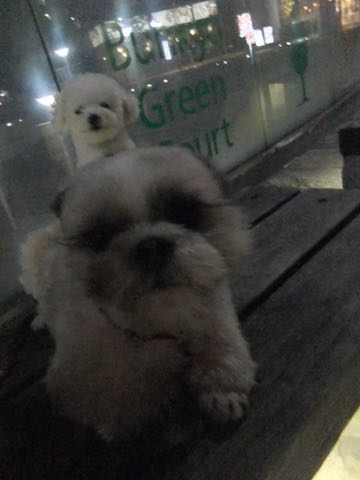 ビションフリーゼトリミング文京区フントヒュッテ駒込ビションフリーゼテディベアカット画像犬カットモデル都内ビショントリミングサロン東京hundehutte_177