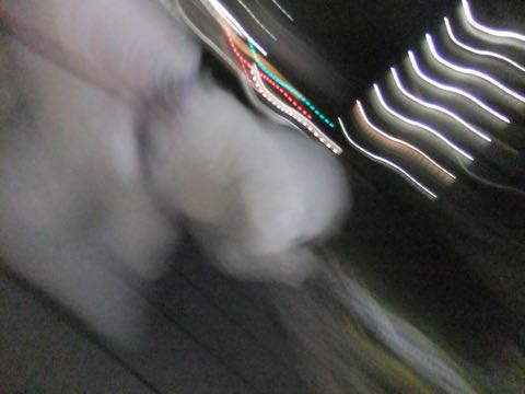 ビションフリーゼトリミング文京区フントヒュッテ駒込ビションフリーゼテディベアカット画像犬カットモデル都内ビショントリミングサロン東京hundehutte_180