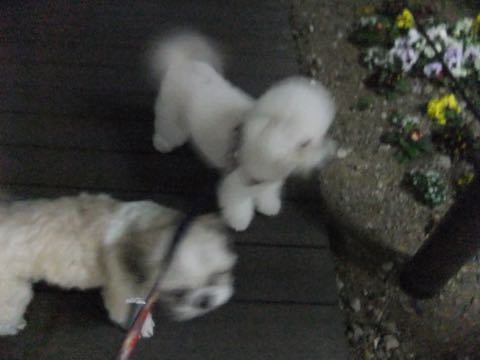 ビションフリーゼトリミング文京区フントヒュッテ駒込ビションフリーゼテディベアカット画像犬カットモデル都内ビショントリミングサロン東京hundehutte_181