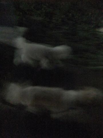ビションフリーゼトリミング文京区フントヒュッテ駒込ビションフリーゼテディベアカット画像犬カットモデル都内ビショントリミングサロン東京hundehutte_182