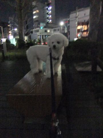 ビションフリーゼトリミング文京区フントヒュッテ駒込ビションフリーゼテディベアカット画像犬カットモデル都内ビショントリミングサロン東京hundehutte_183