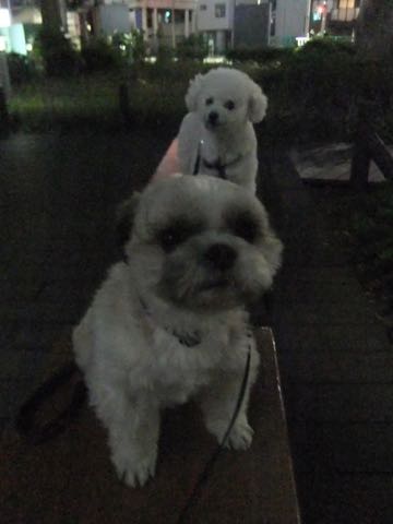 ビションフリーゼトリミング文京区フントヒュッテ駒込ビションフリーゼテディベアカット画像犬カットモデル都内ビショントリミングサロン東京hundehutte_184