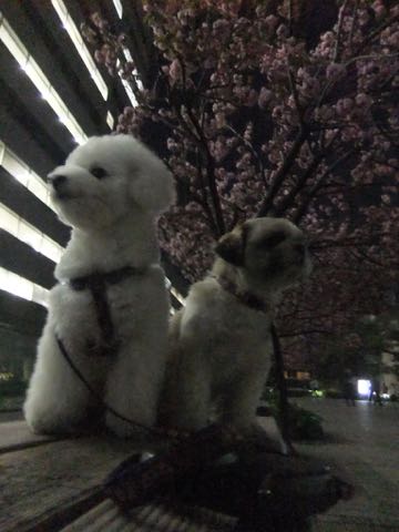 ビションフリーゼトリミング文京区フントヒュッテ駒込ビションフリーゼテディベアカット画像犬カットモデル都内ビショントリミングサロン東京hundehutte_185